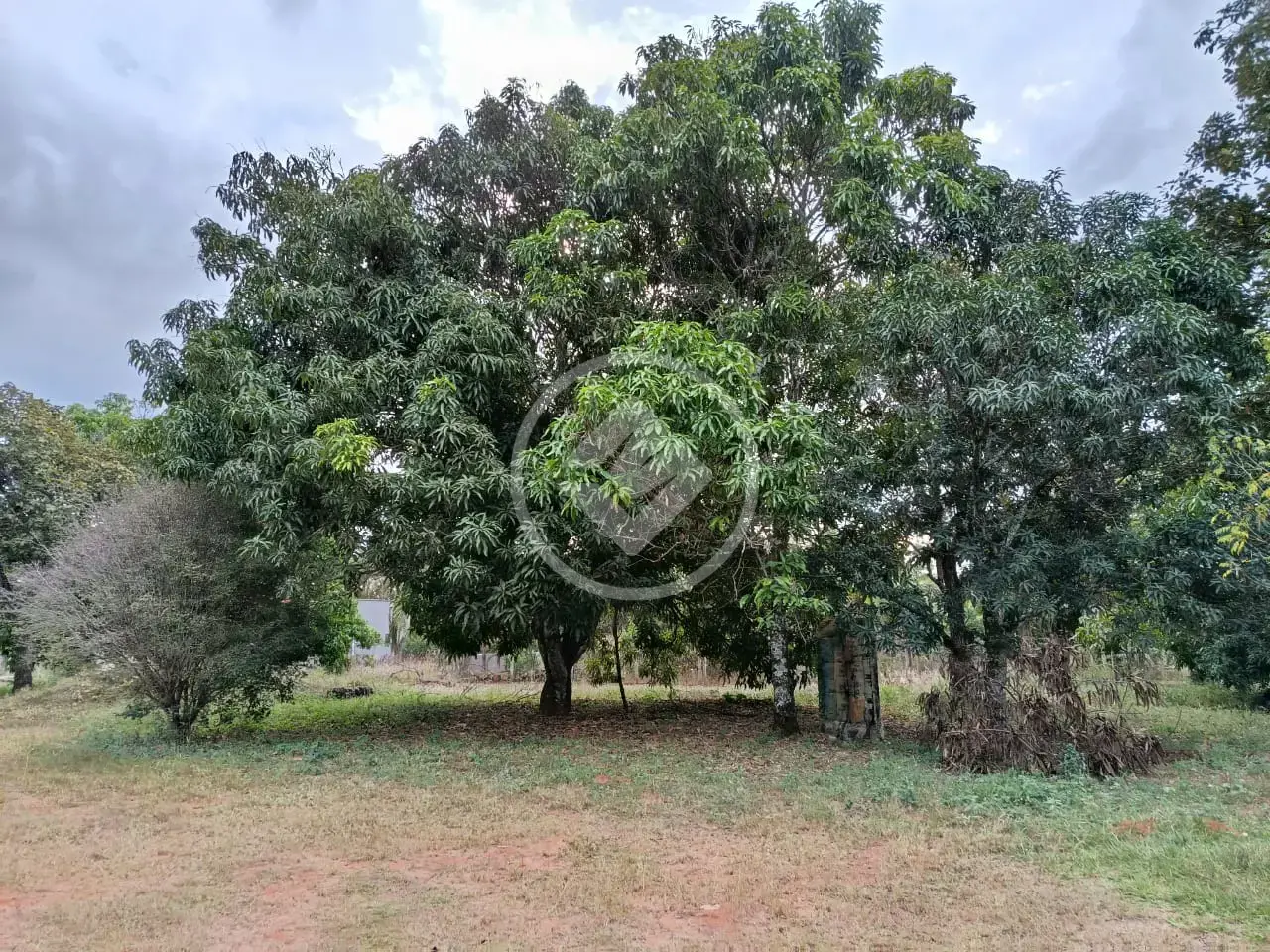 Imagem 3 - Chácara em Chácaras Eldorado, Uberlândia - MG