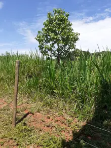 Fazenda Zona Rural, Goiás - GO — foto 2