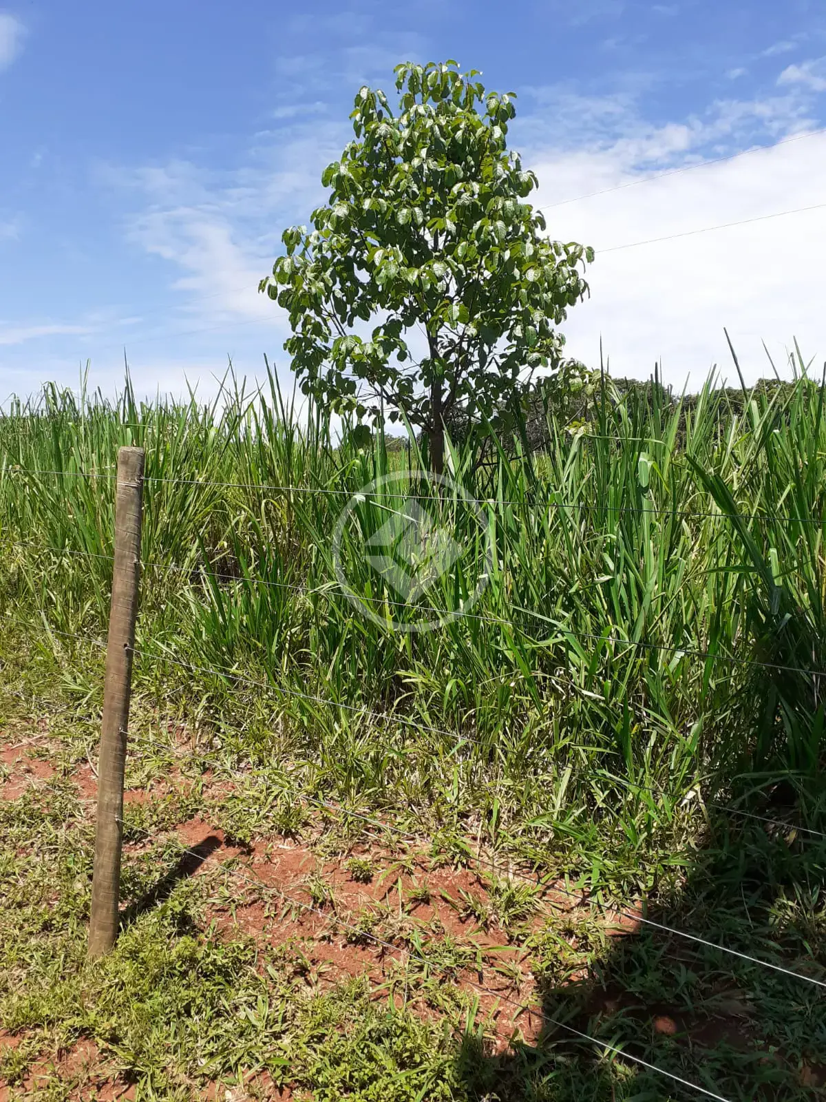 Imagem 1 - Fazenda em Zona Rural, Goiás - GO