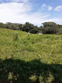 Fazenda Zona Rural, Goiás - GO — foto 1