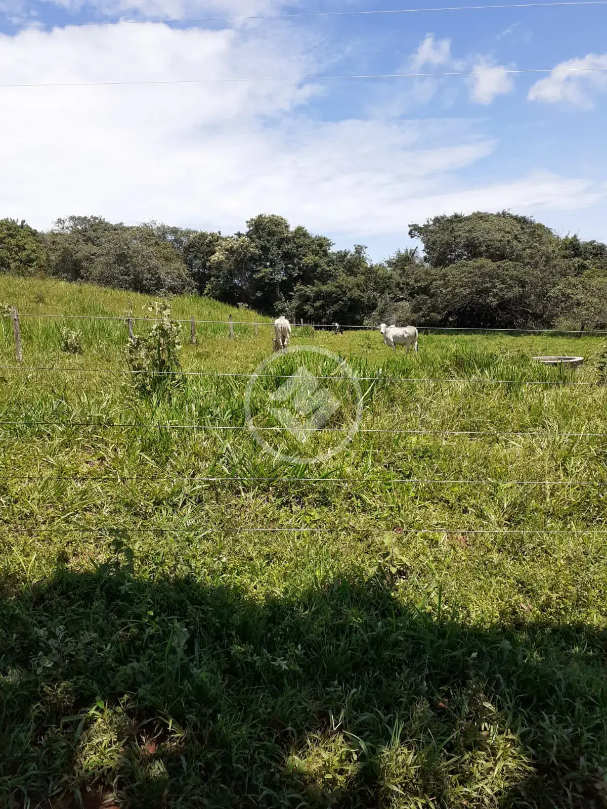 Imagem 1 - Fazenda em Zona Rural, Goiás - GO