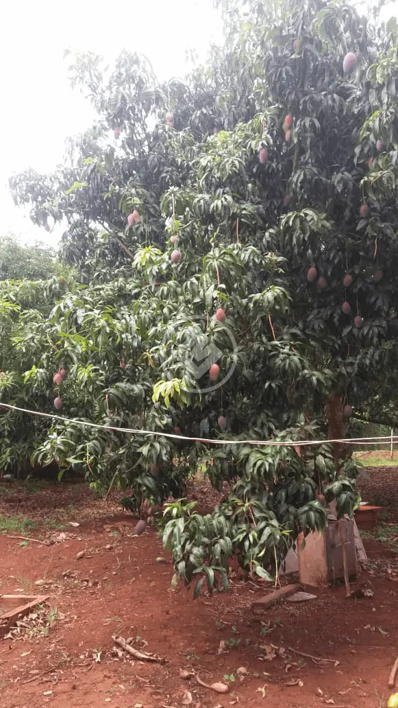 Chácara Zona Rural, Uberlândia - MG — foto 2