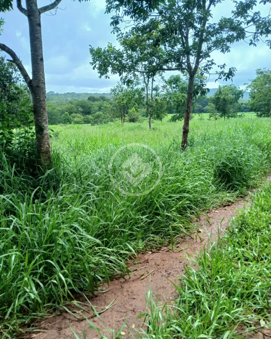 Imagem 2 - Fazenda em Zona rural, São Gonçalo do Abaeté - MG