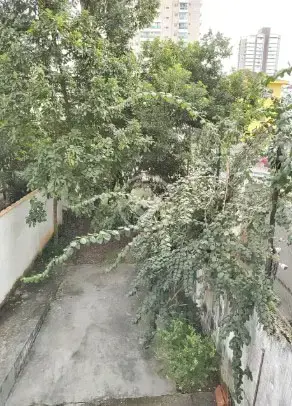Imagem 5 - Casa Comercial em Campo Grande, Santos - SP