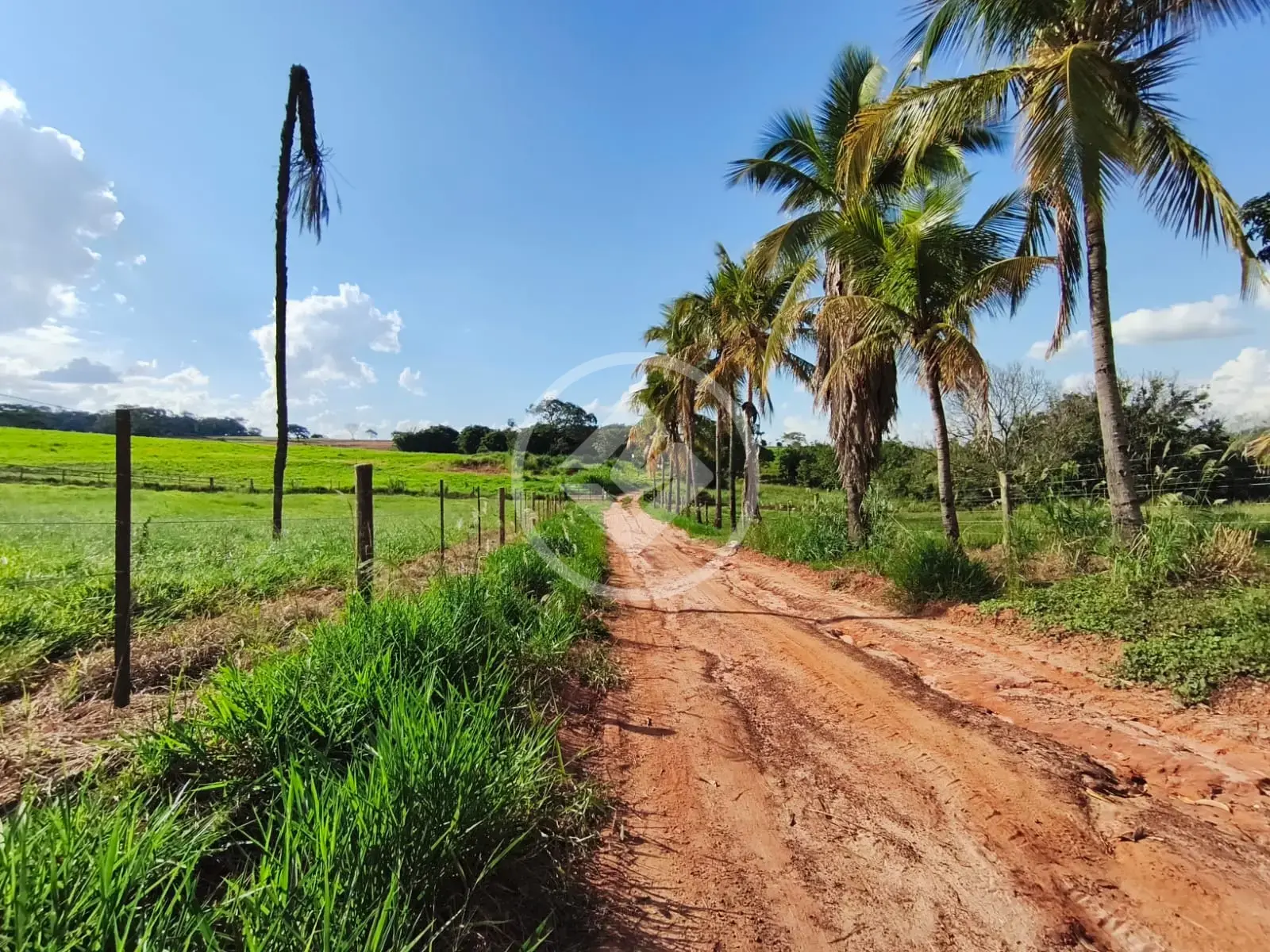 Image 15 - Sítio em Centro, Tanabi - SP