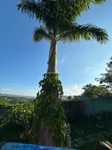Imagem 4 - Chácara em Sítio Adriana, Caçapava - SP