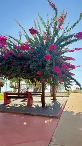 Imagem 2 - Chácara em Chácara Terra Santa, Trindade - GO