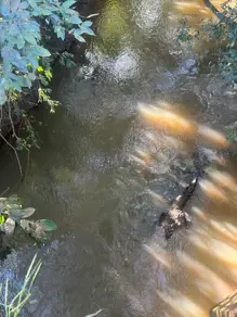 Imagem 2 - Sítio em Aldeia dos Sonhos, Hidrolândia - GO