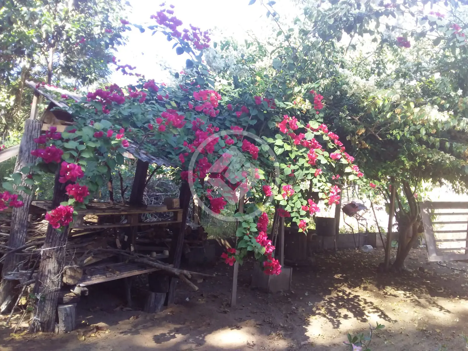 Imagem 6 - Chácara em ZONA RURAL, Santa Carmem - MT