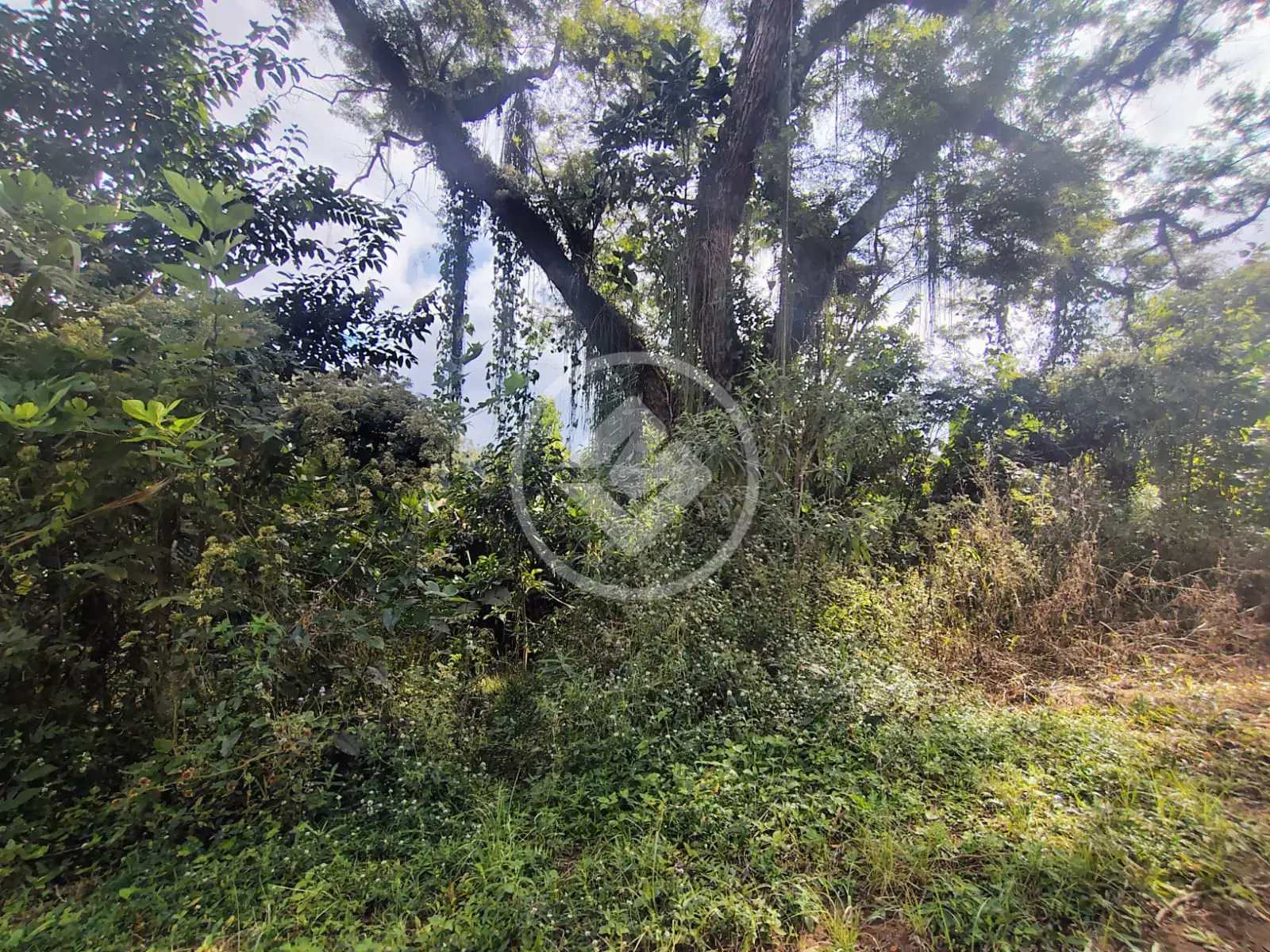Imagem 6 - Terreno em Fazenda Suiça, Teresópolis - RJ