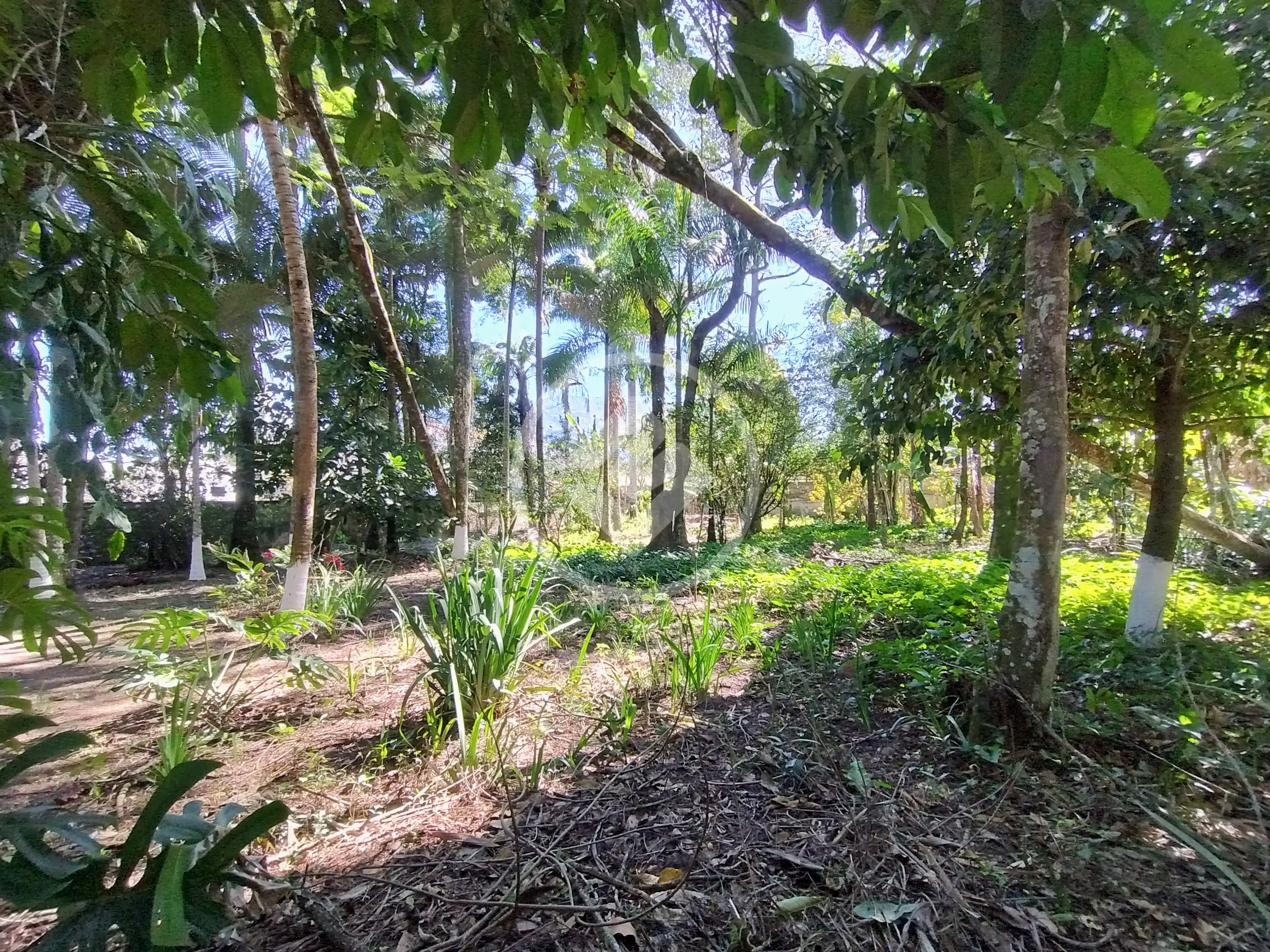 Image 81 - Sítio em Vila Citrolândia (Santo Aleixo), Magé - RJ