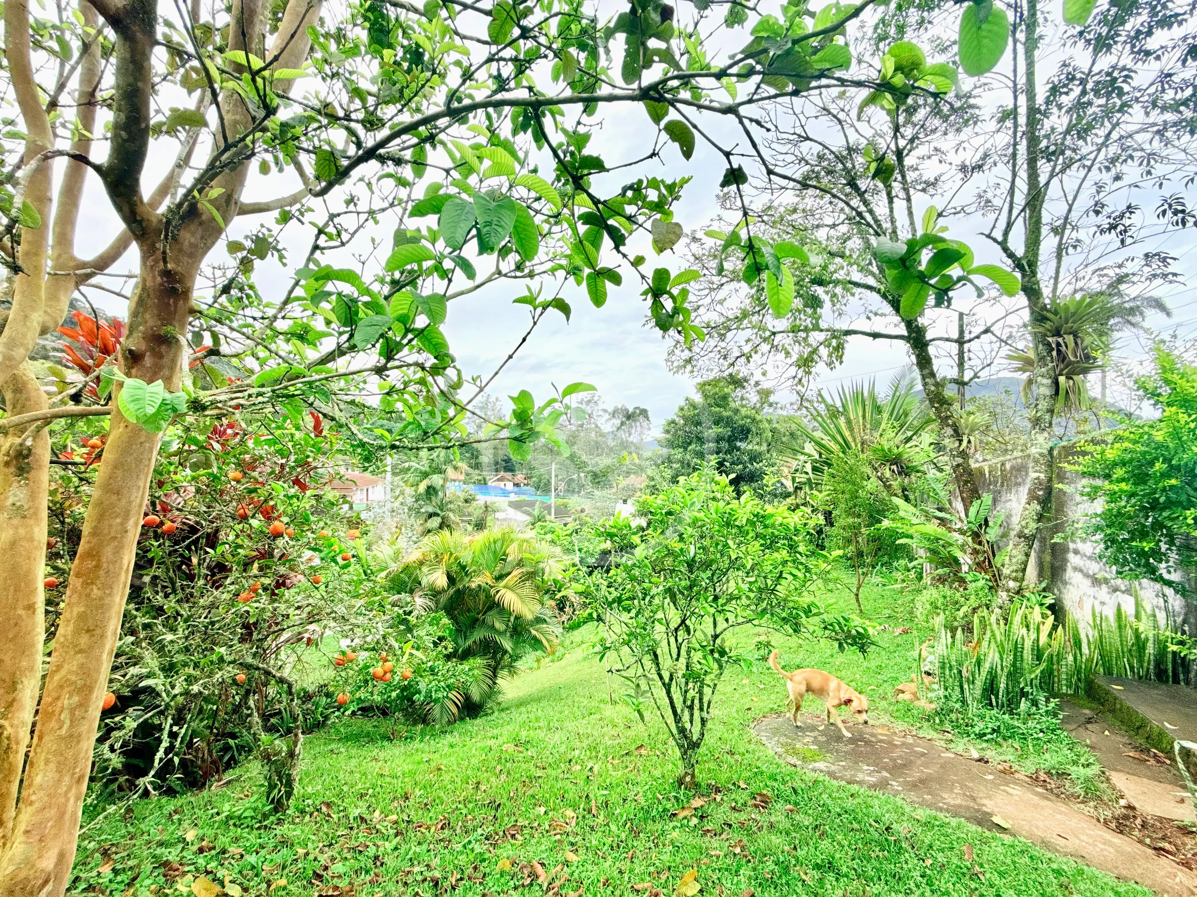 Image 50 - Casa em Granja Guarani, Teresópolis - RJ