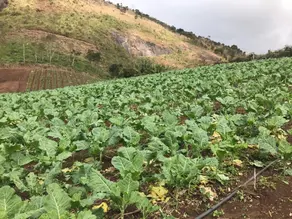 Sítio Vieira, Teresópolis - RJ — foto 2