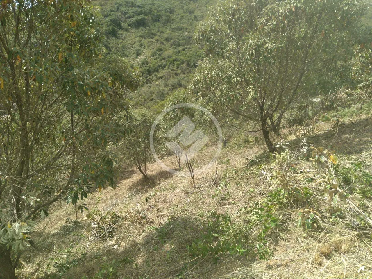 Imagem 6 - Terreno Condomínio em Pedro do Rio, Petrópolis - RJ
