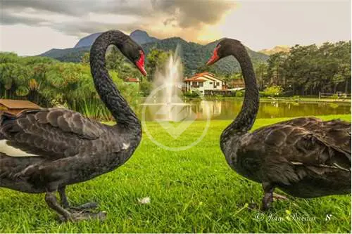 Imagem 3 - Casa Condomínio em Vargem Grande, Teresópolis - RJ
