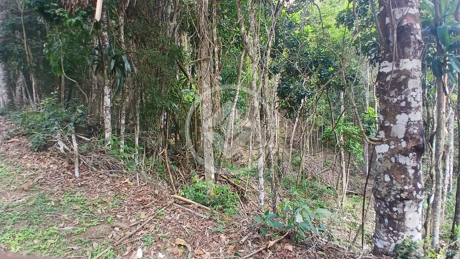 Imagem 4 - Terreno em Albuquerque, Teresópolis - RJ