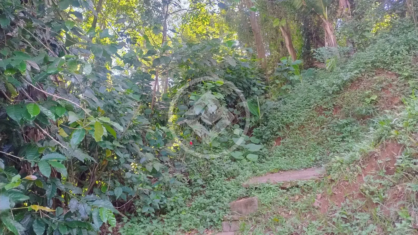 Imagem 4 - Terreno em Granja Guarani, Teresópolis - RJ