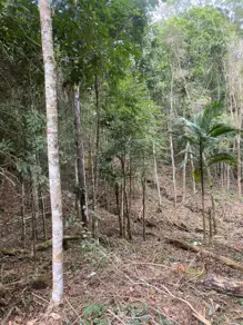 Imagem 2 - Terreno Condomínio em Albuquerque, Teresópolis - RJ