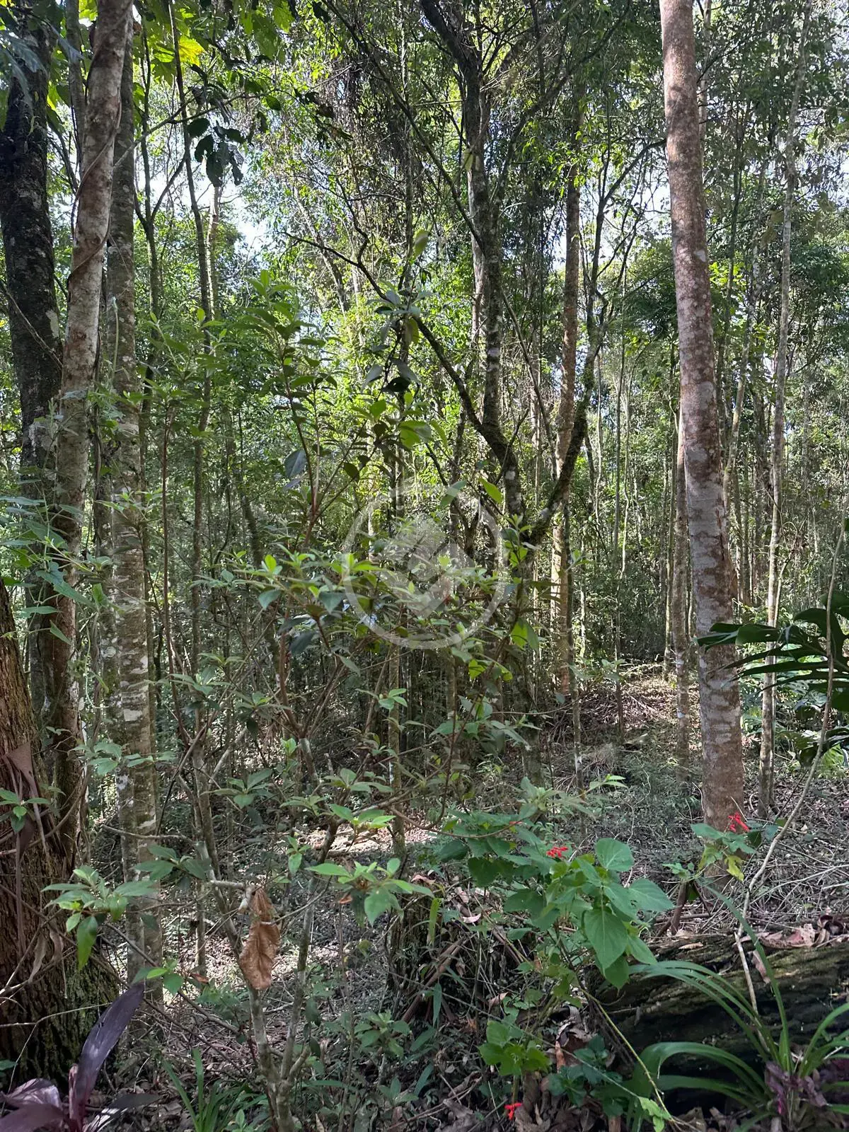 Imagem 6 - Terreno em Quebra Frascos, Teresópolis - RJ