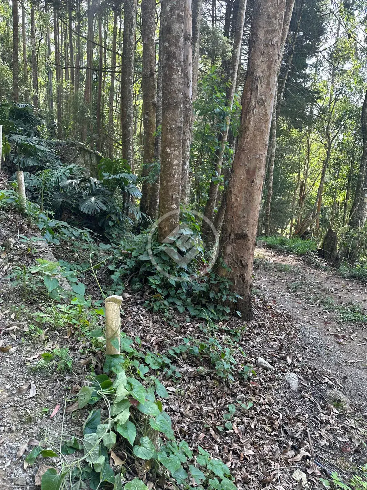 Imagem 3 - Terreno em Quebra Frascos, Teresópolis - RJ