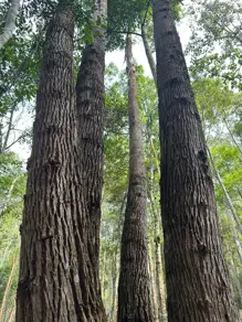 Imagem 4 - Terreno em Quebra Frascos, Teresópolis - RJ