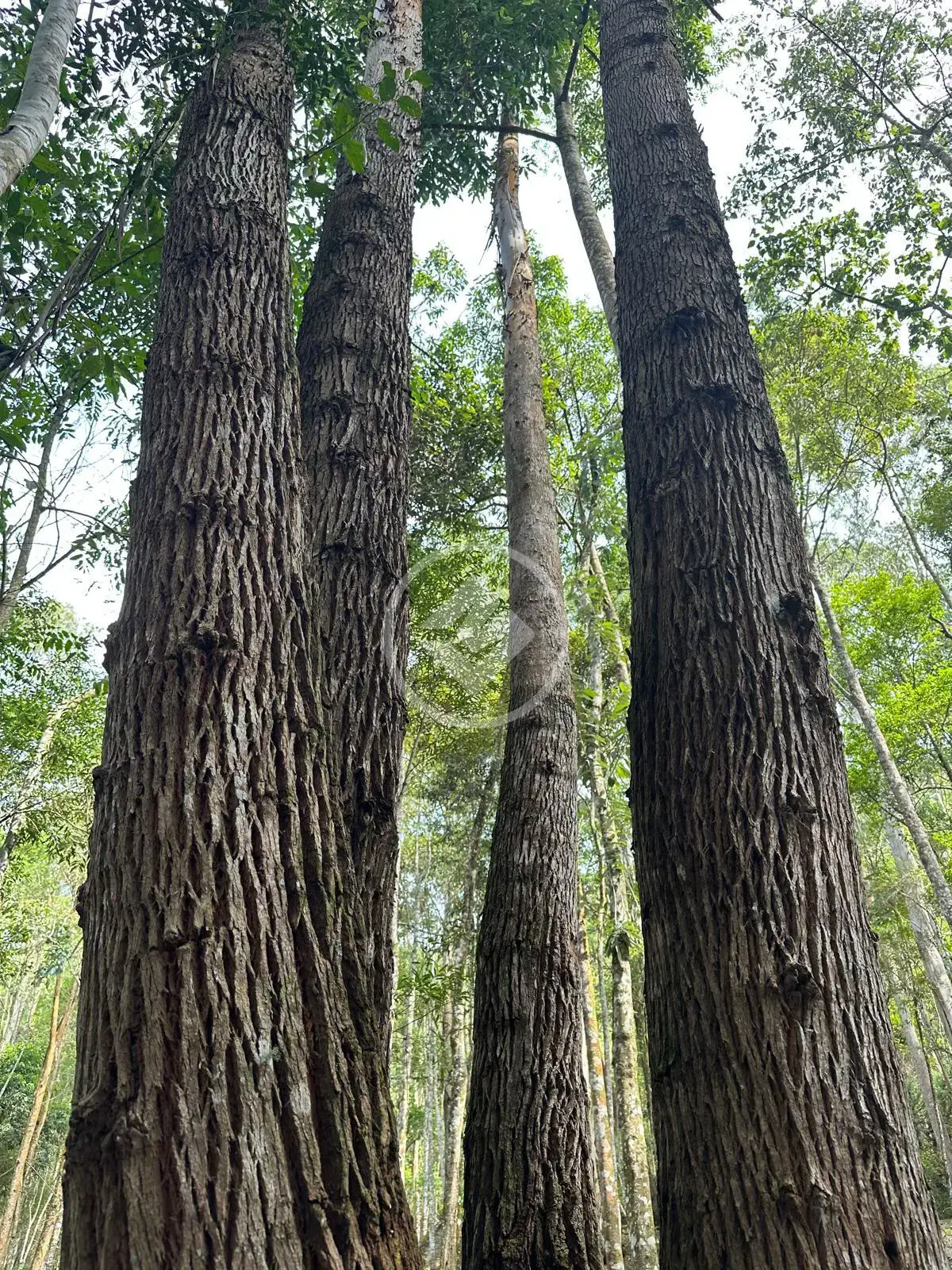 Imagem 4 - Terreno em Quebra Frascos, Teresópolis - RJ