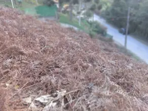 Imagem 2 - Terreno em Albuquerque, Teresópolis - RJ