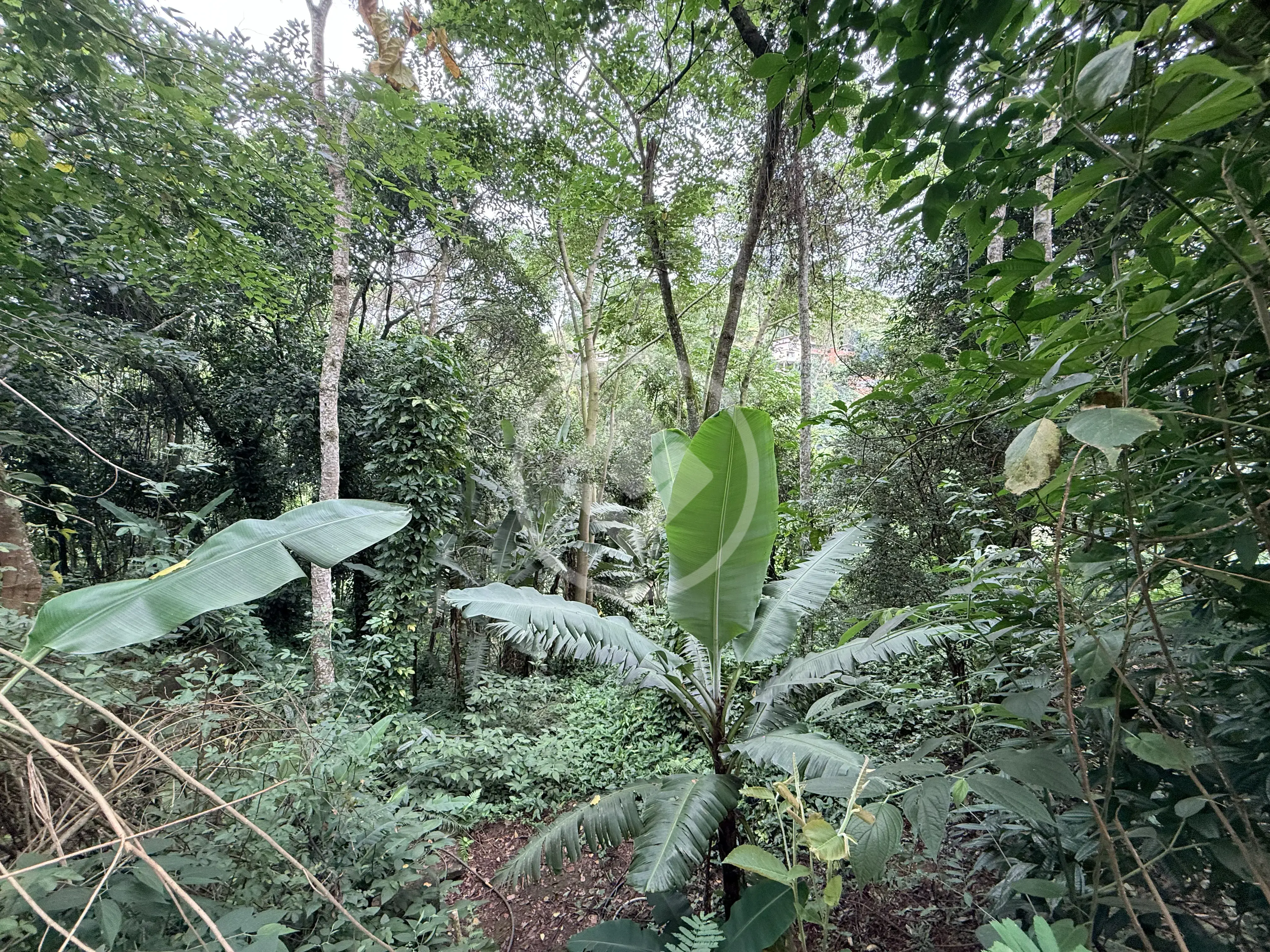 Image 32 - Sítio em Pessegueiros, Teresópolis - RJ