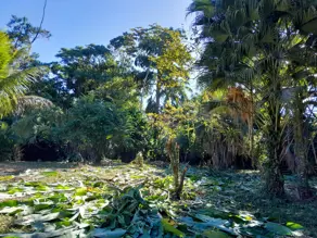 Imagem 4 - Terreno Condomínio em Praia do Itamambuca, Ubatuba - SP