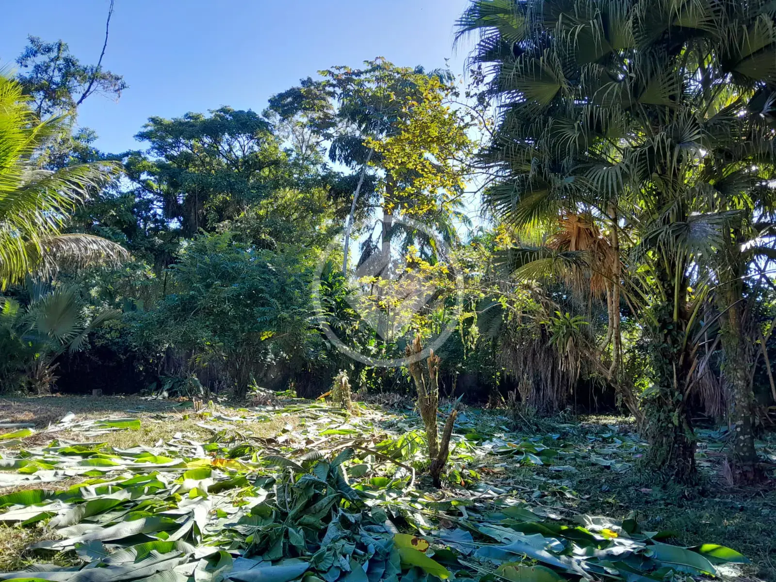 Image 5 - Terreno Condomínio em Praia do Itamambuca, Ubatuba - SP