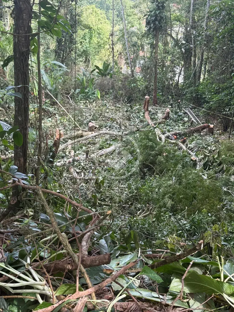 Imagem 3 - Terreno em Tenório (Praia Vermelha), Ubatuba - SP