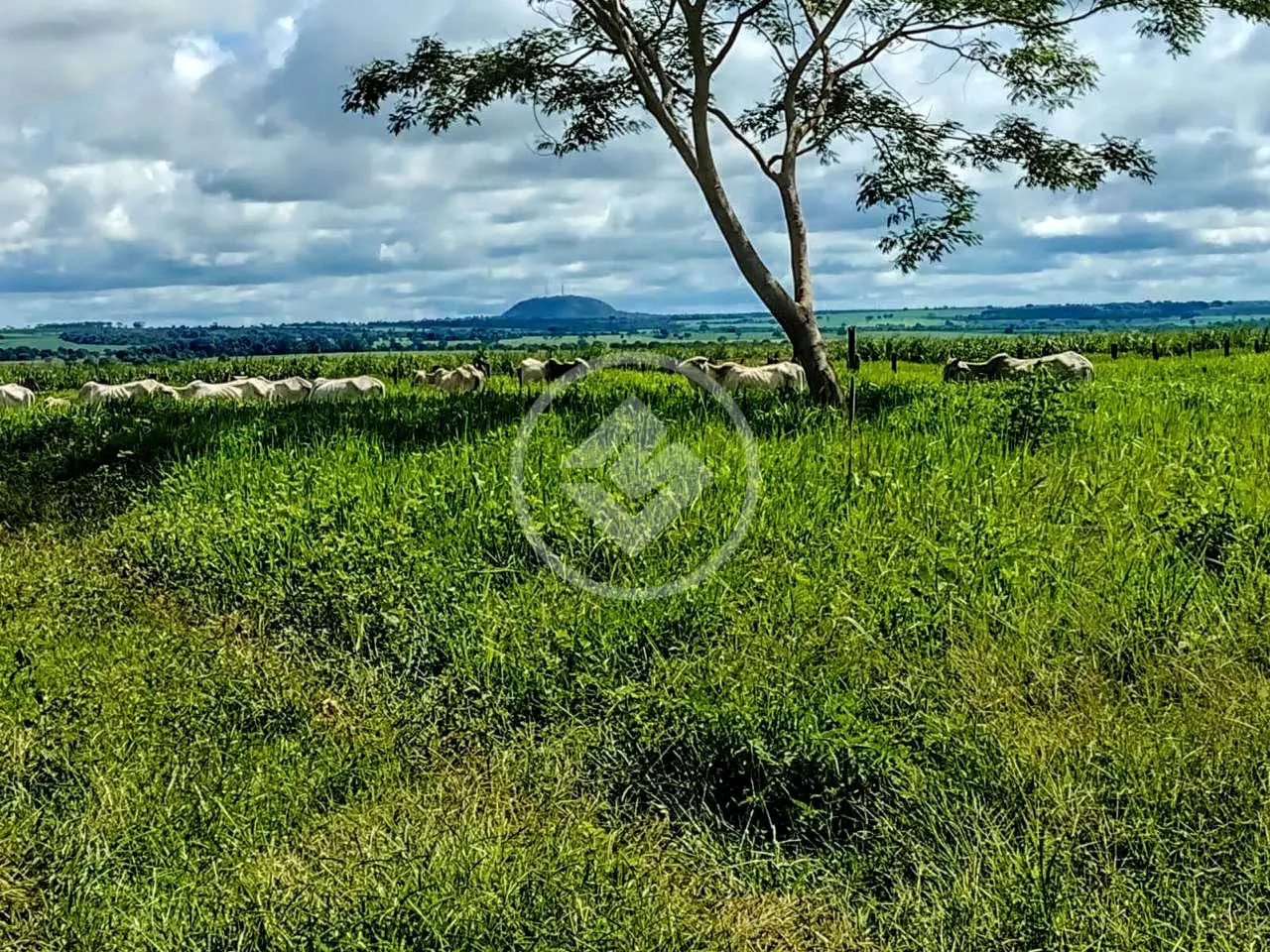 Imagem 5 - Fazenda em Camargo, Ituiutaba - MG