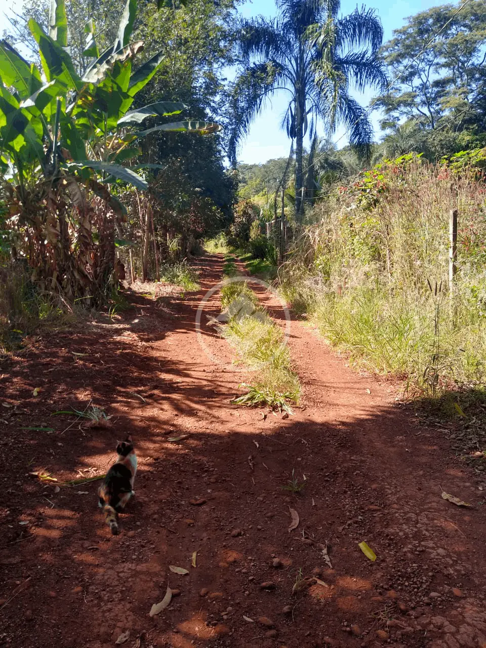 Imagem 4 - Chácara em Área Rural de Uberlândia, Uberlândia - MG