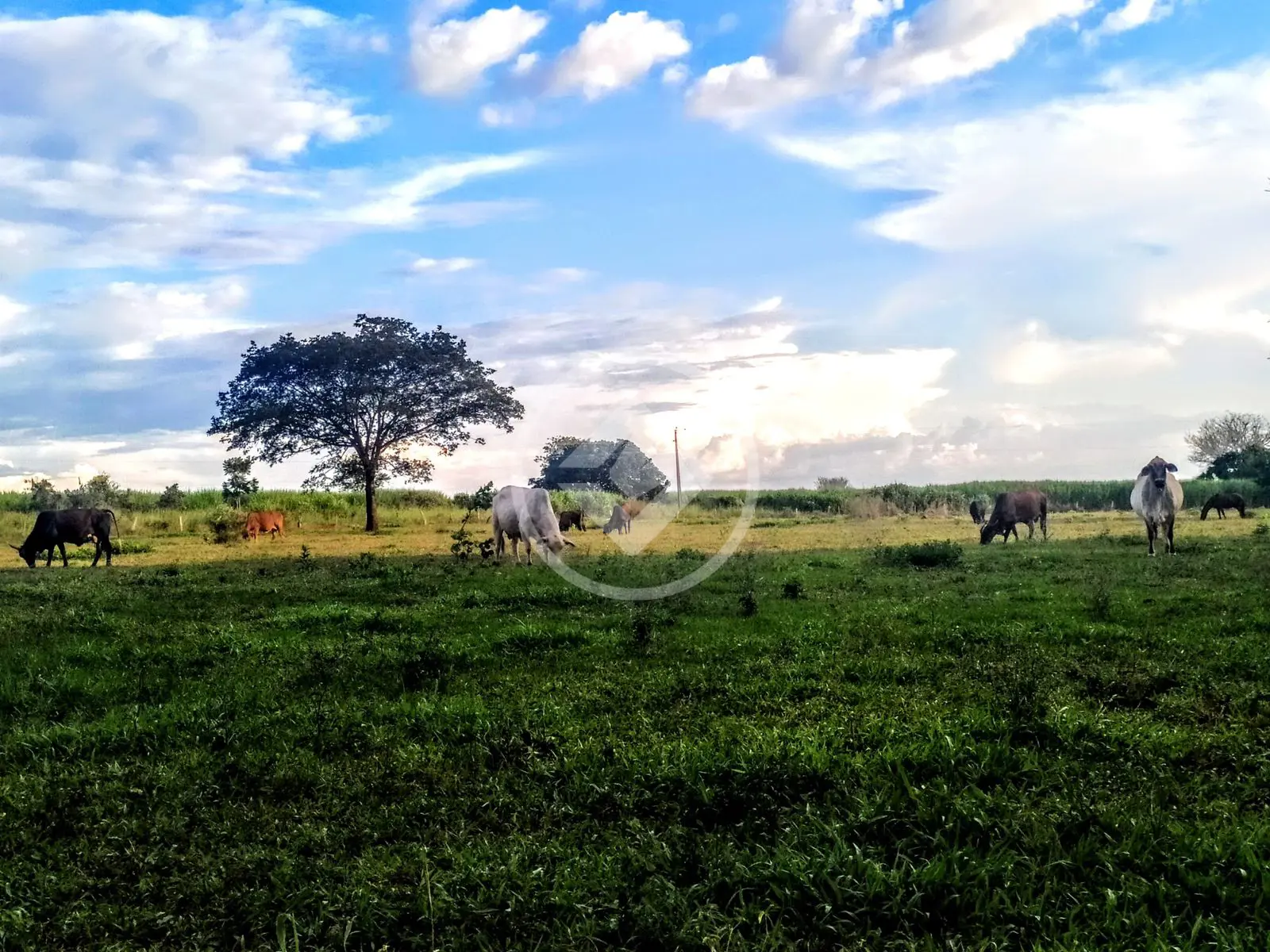 Imagem 6 - Fazenda em Camargo, Ituiutaba - MG