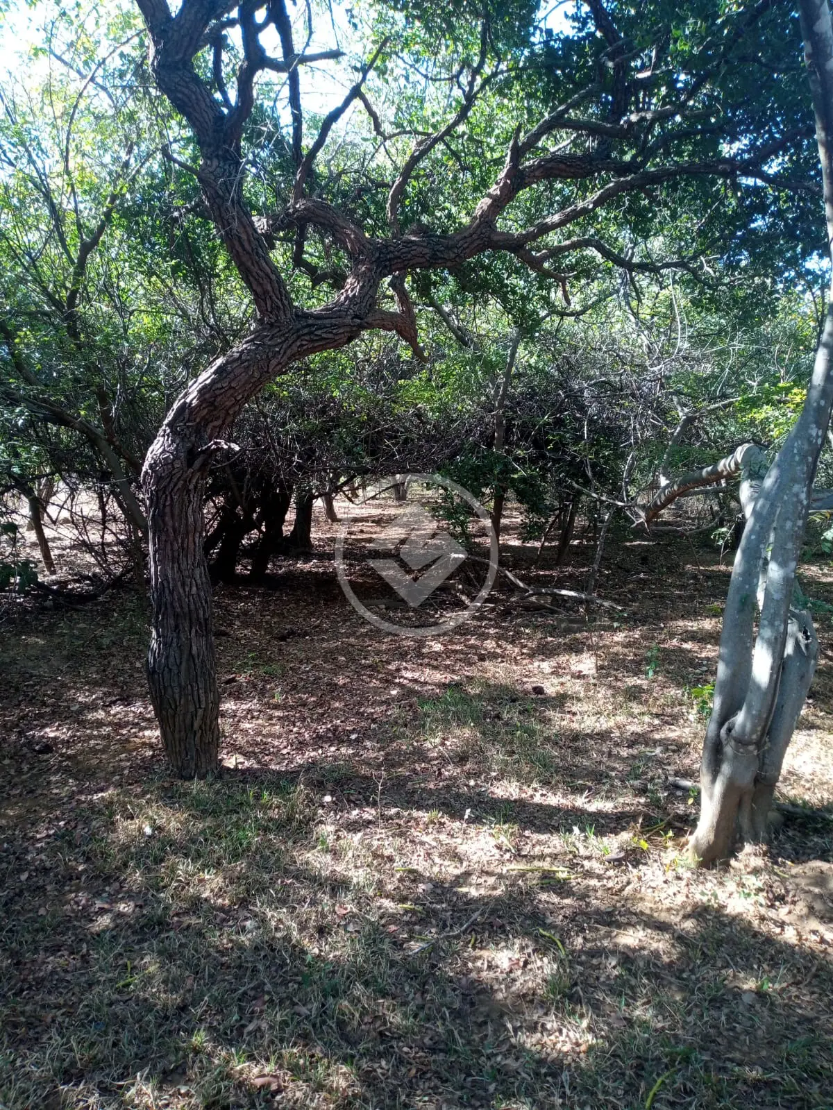 Fazenda Rural, Miravânia - MG — foto 2