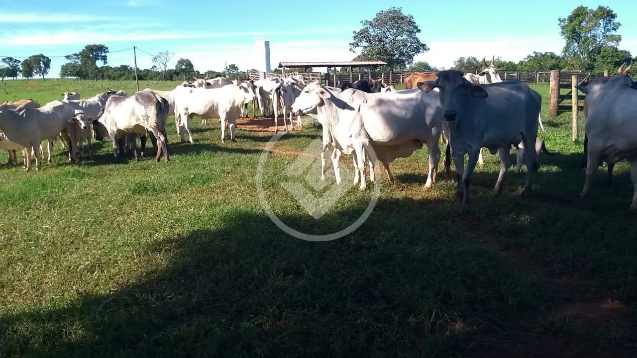Imagem 2 - Fazenda em Zona Rural, Prata - MG