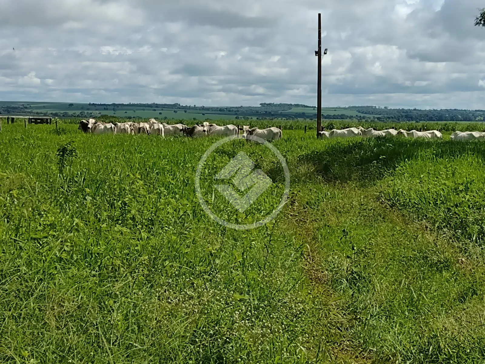 Imagem 2 - Fazenda em Camargo, Ituiutaba - MG