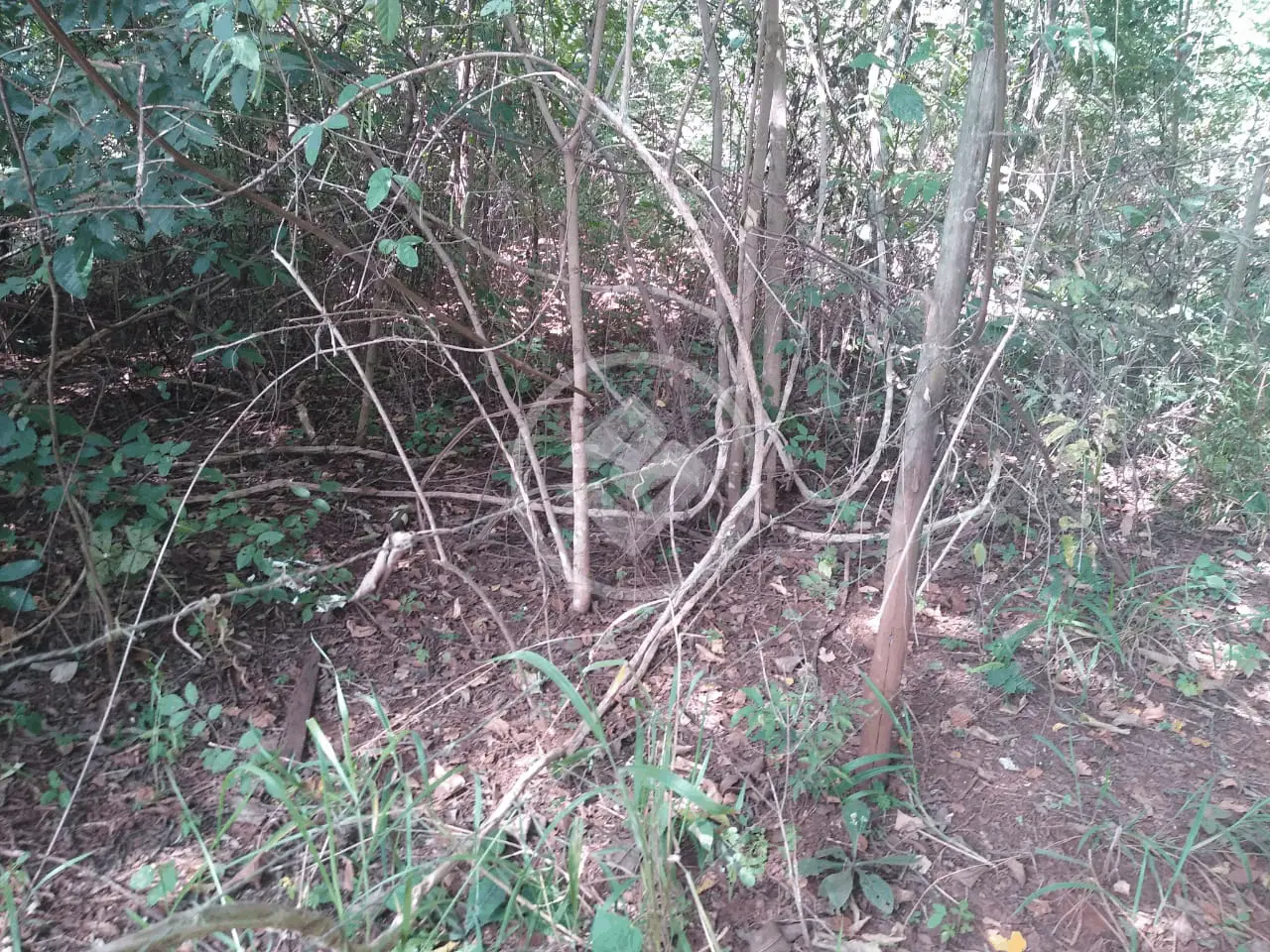 Imagem 5 - Chácara em Área Rural de Uberlândia, Uberlândia - MG
