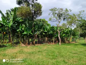 Imagem 4 - Chácara em Setor Chacaras Bom Jardim, Uberlândia - MG