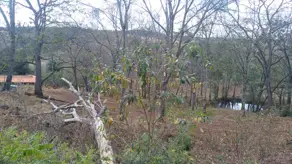 Imagem 4 - Fazenda em Área Rural de Uberlândia, Uberlândia - MG