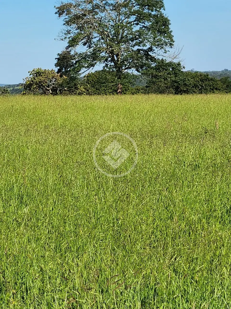 Image 8 - Fazenda em Zona Rural, Gurinhatã - MG