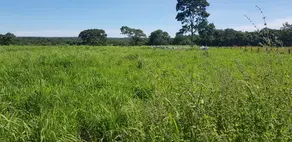 Imagem 3 - Fazenda em Setor Central, Gurupi - TO
