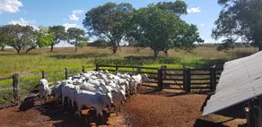 Imagem 4 - Fazenda em Setor Central, Gurupi - TO