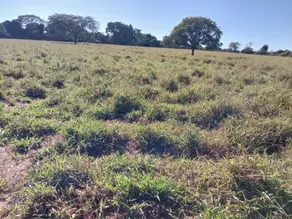 Imagem 3 - Fazenda em Área Rural de Uberlândia, Uberlândia - MG