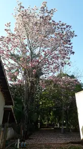 Chácara Área Rural de Uberlândia, Uberlândia - MG — foto 2