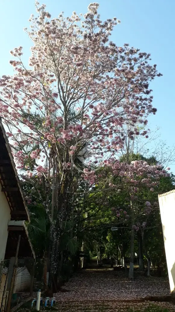 Image 2 - Chácara em Área Rural de Uberlândia, Uberlândia - MG