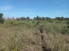 Fazenda Área Rural Poconé, Poconé - MT — foto 2