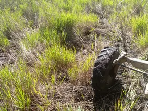 Imagem 3 - Fazenda em Área Rural Poconé, Poconé - MT