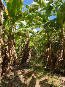 Imagem 6 - Chácara em Zona Rural, Hidrolândia - GO