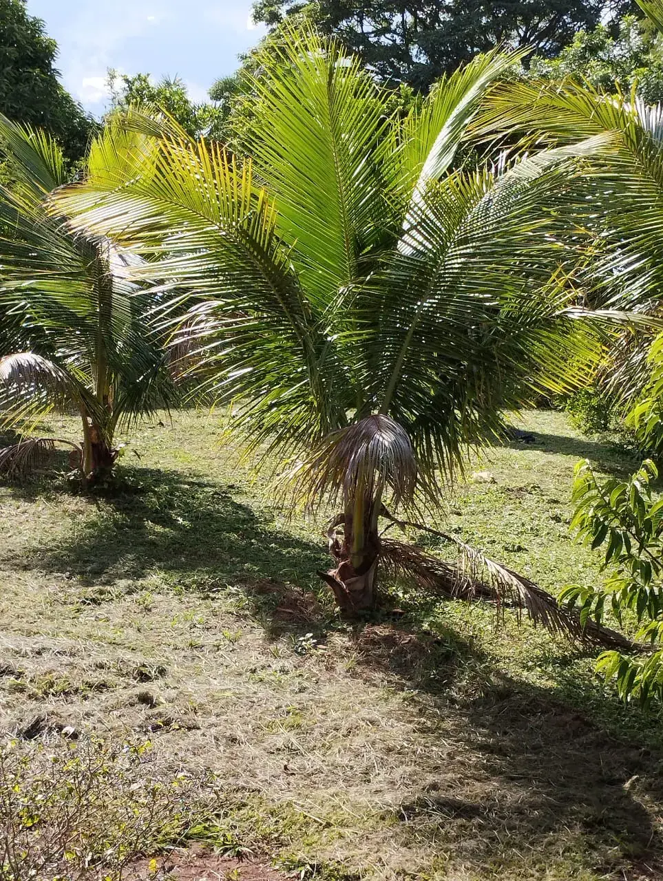 Image 10 - Chácara em Município de Professor Jamil, Professor Jamil - GO